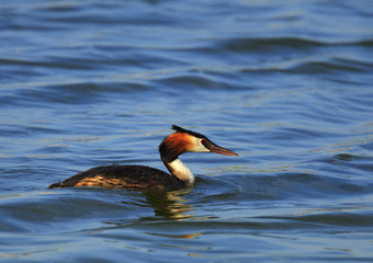 Single Great Crested Grebe bird swimming on water surface on Biebrza river wetlands during a spring nesting period