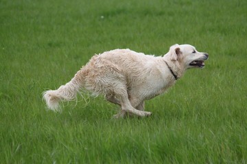 golden retriever is running in the park