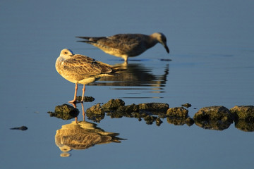 Pair of juvenile Herring Gull birds over grassy wetlands of Biebrza river during a spring nesting...