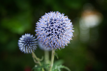 Close up of Blue Allium flower  growing outside