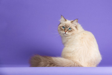 Amazing Siberian cat on purple