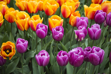 Fototapeta premium Orange and purple Tulips 