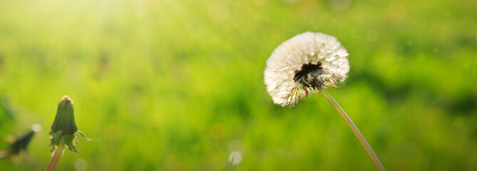 Dandelion isolated on green.