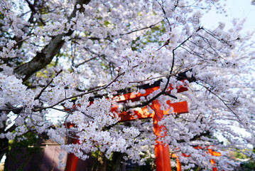 京都竹中稲荷神社の桜