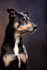 Cane meticcio dal pelo scuro e corto di profilo