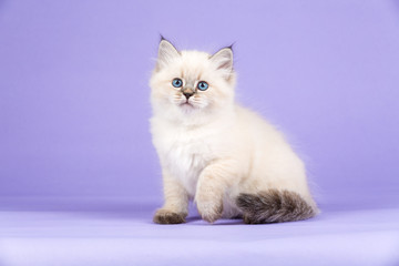 Beautiful kitten of pure bred