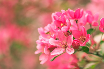 Beauty in nature, pink spring blossom
