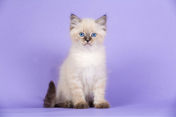 Fototapeta na wymiar Beautiful kitten of pure bred