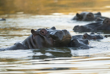 Hippopotamus , Kruger National Park , Africa