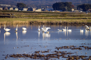 冬の使者　白鳥