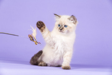 Beautiful playful kitten of pure bred