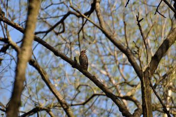 Frühlingszeit, der Frühling ist da