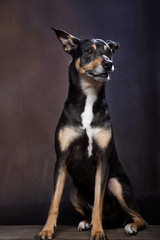 Cane meticcio dal pelo corto seduto su un tavolo di legno