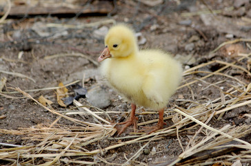 Cute gosling yellow