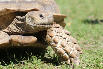 Obraz premium African Sulcata / Spur Thigh Tortoise 