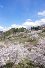 陸郷の山桜