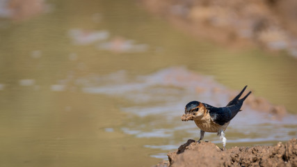 Isolated Barn Swallow Bird- Israel