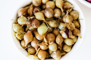 Background of small onions ready for planting seeds in the white cup. Concept farming and agriculturally.