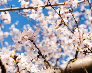 Spring flowers in the Park