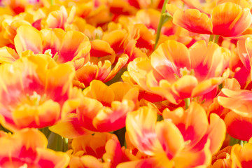 Fototapeta premium colorful orange blooming tulips in the garden