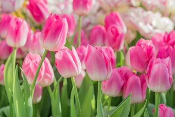 close up of blooming pink tulips on the field