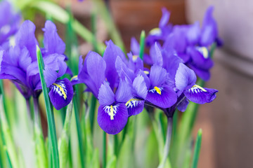 blue potted irises closeup, flowers in spring garden..