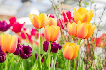 field of bright pink  and orange tulips. Floral background.
