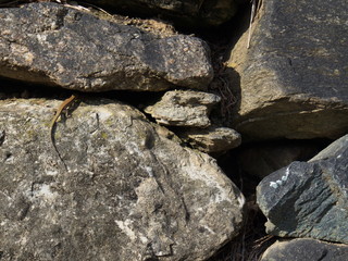 Lucertola che sta per infrattarsi