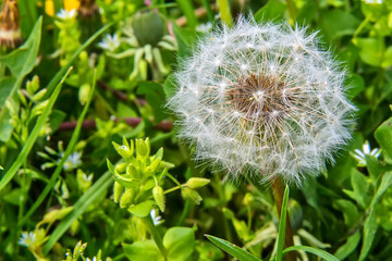 Naklejka premium Close up of Dandelion in the field 