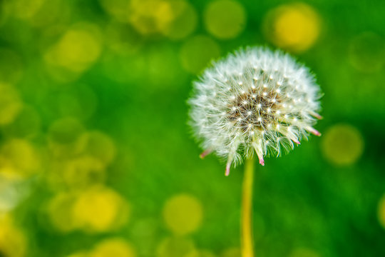 Close up of Dandelion in the field 