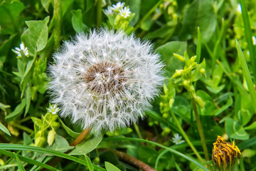 Naklejka premium Close up of Dandelion in the field 
