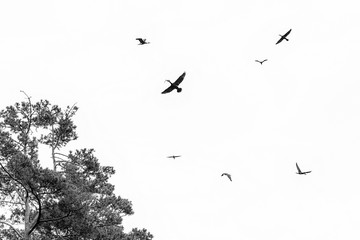 beautiful Sea Ravens make nest in early spring
