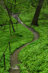 path in the forest