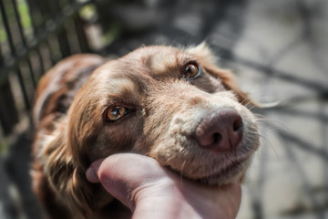 Close-up portrait of cute muzzle dog lying in person's or owner palm on old village yard with wooden fence background