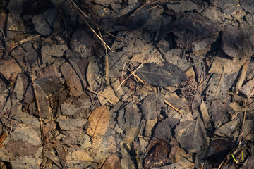texture of old leaves lying in water background