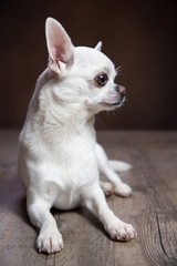 Chiwawa (chihuahua) bianco di profilo inquadratura verticale