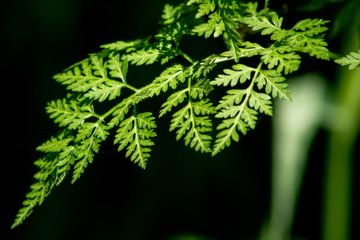 fern with dark background