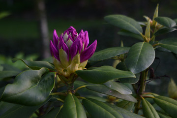 Rhododendron bloom