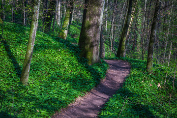 Waldweg mit jungem Bärlauch