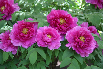 Obraz premium Pivoine, rose au printemps