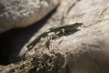 Pequeño largarto sobre una roca