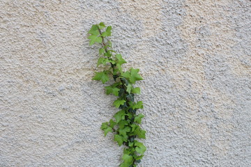 pianta rampicante