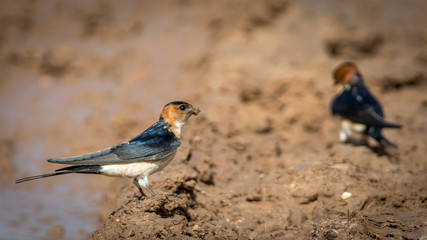 Isolated Barn Swallow Bird- Israel