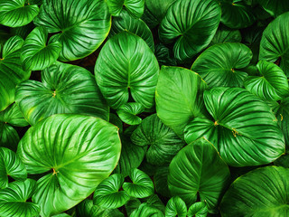 Green leaves pattern natural background.