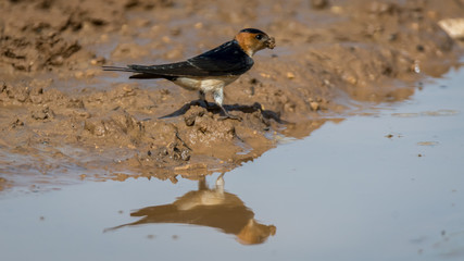 Isolated Barn Swallow Bird- Israel