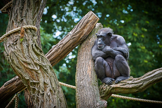 Schimpanse in einem Tierpark sitzt auf einem Baum