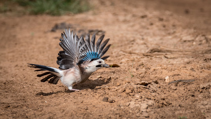 Eurasian Jay Bird Showing off its wings- Israel
