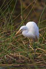 Great Egret, South Africa