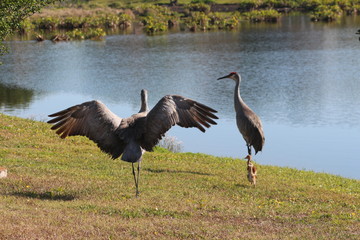 Family of Endangered Species / Florida Sandhill Cranes