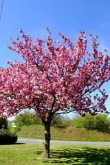 Fototapeta premium arbres prunus